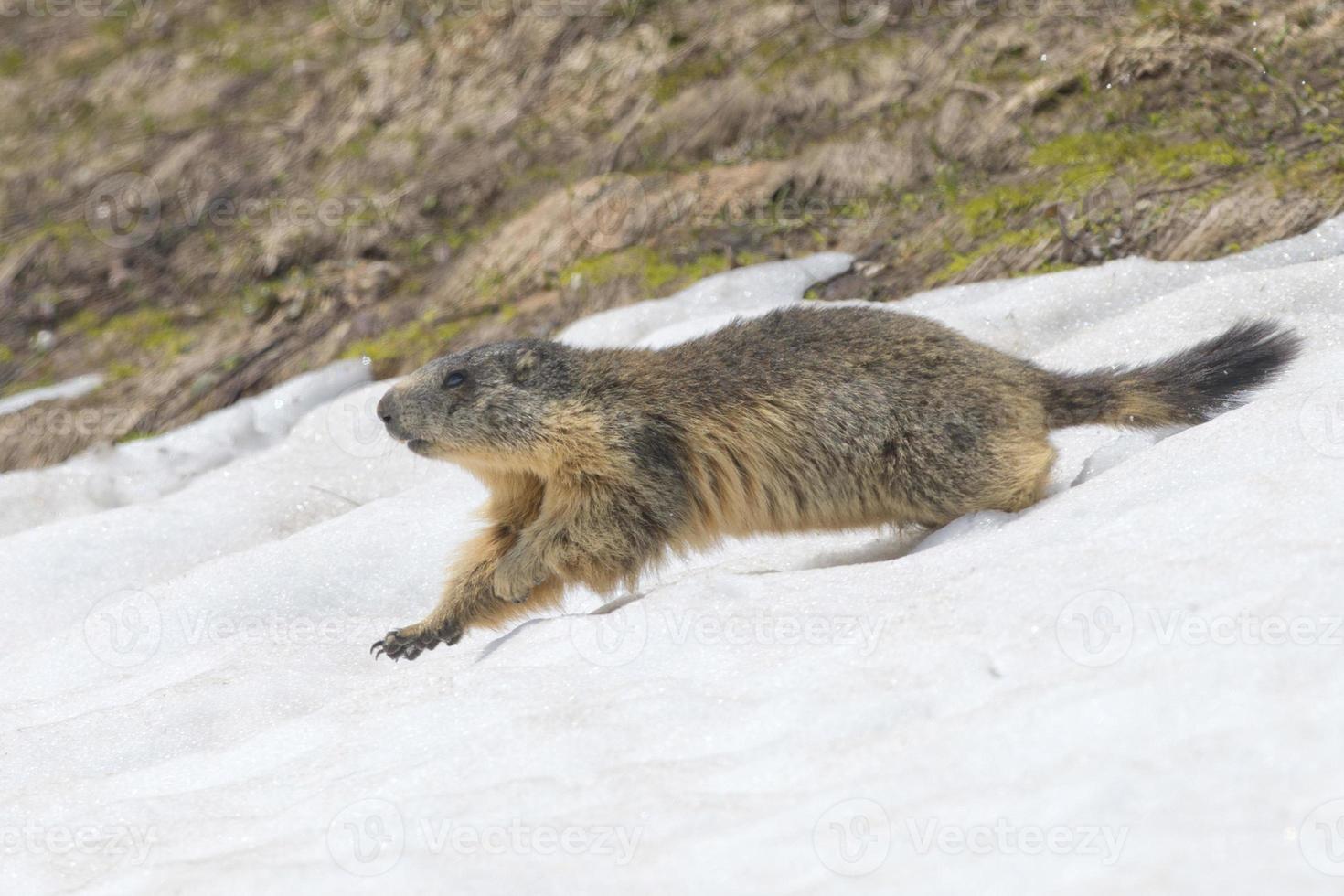 marmotte isolée en courant sur la neige photo