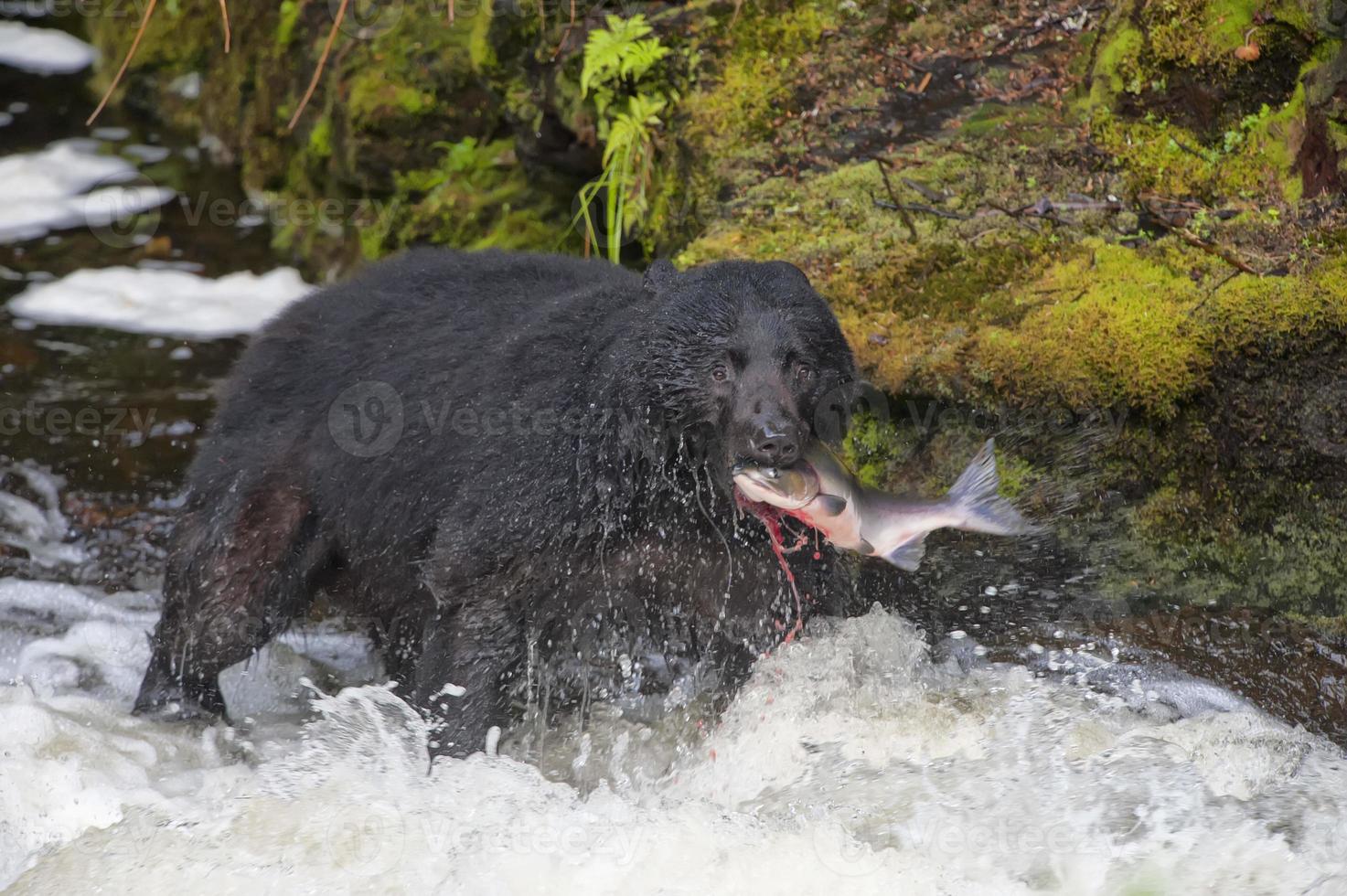 un ours noir attrapant un saumon dans la rivière alaska photo