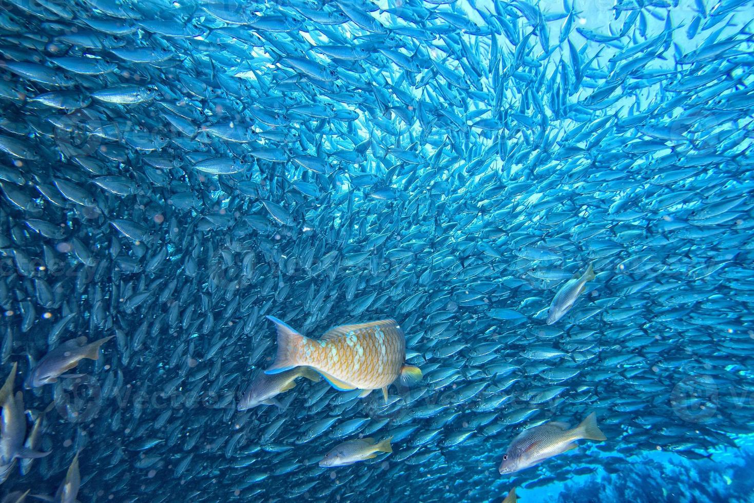 à l'intérieur d'un banc de poissons sous l'eau photo