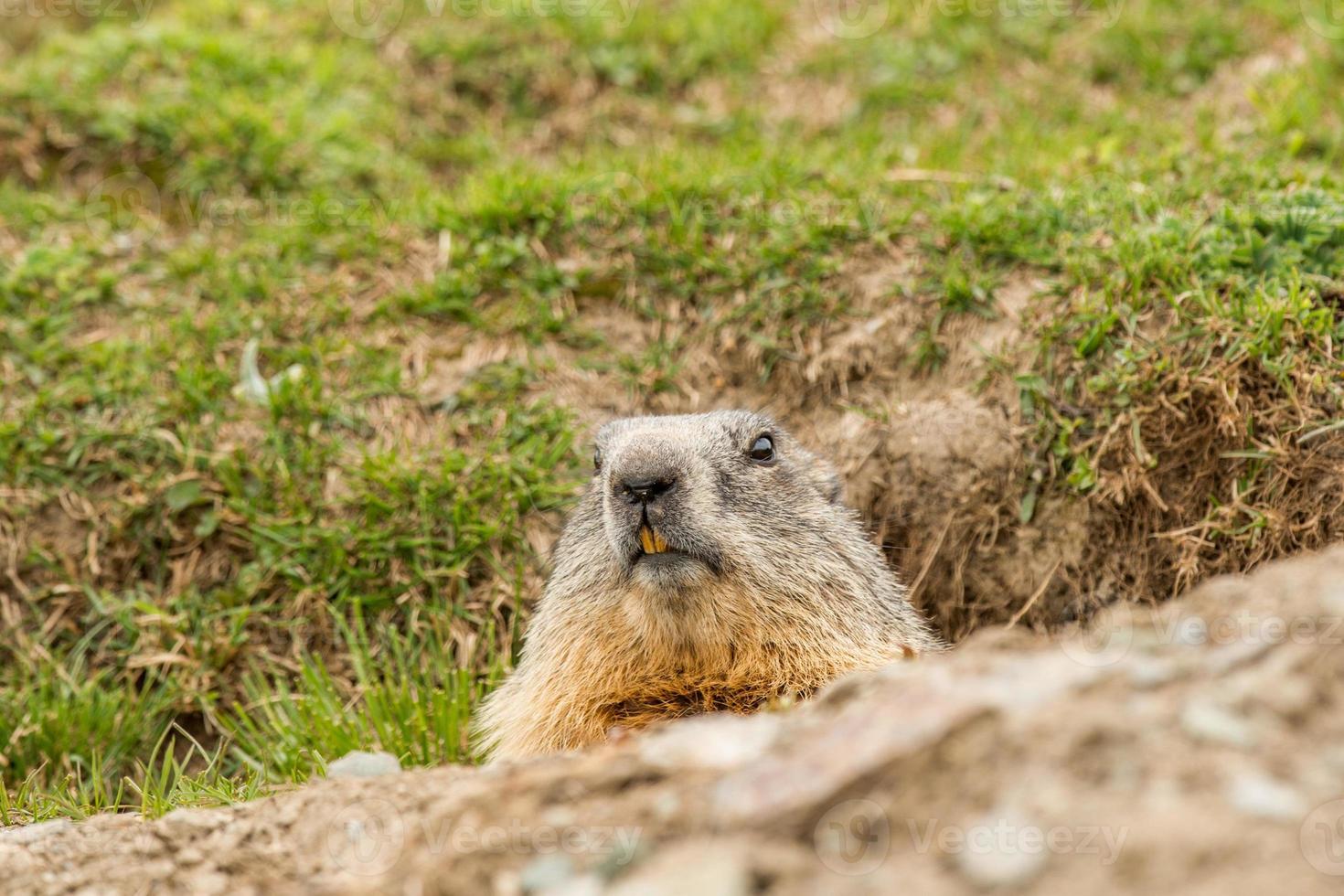 portrait du jour de la marmotte marmotte photo