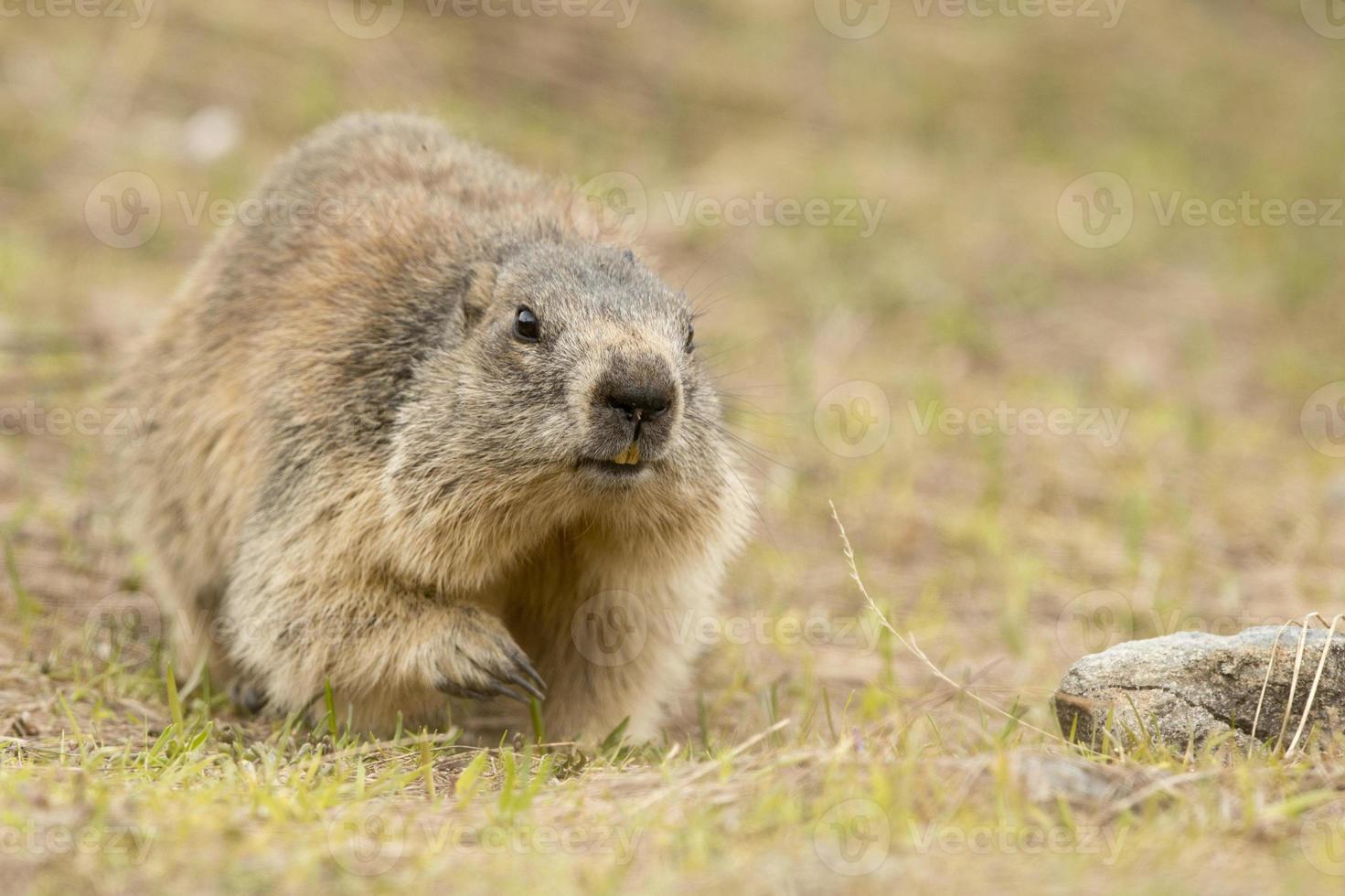 portrait de marmotte, gros plan photo