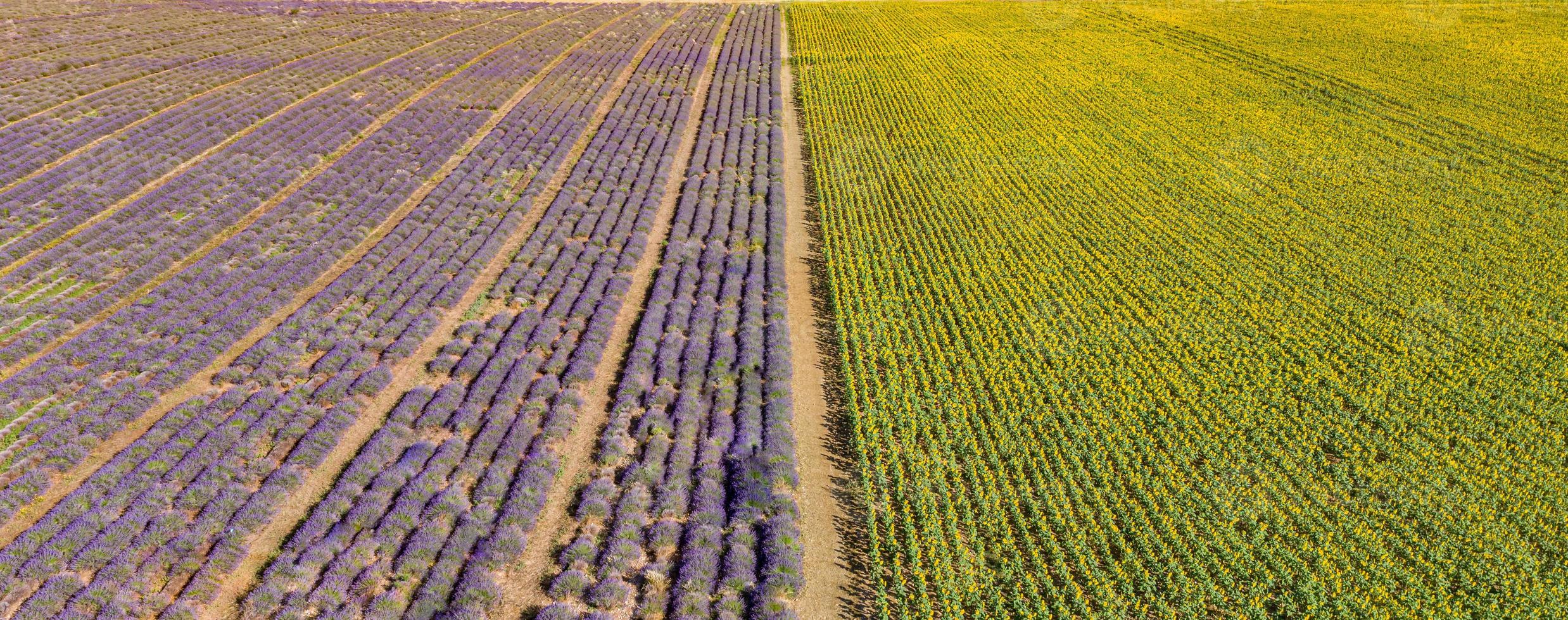 vue aérienne panoramique du champ de lavande. paysage aérien de champs agricoles, vue imprenable sur les oiseaux depuis un drone, fleurs de lavande en fleurs en ligne, rangées. bannière de saison estivale agricole photo