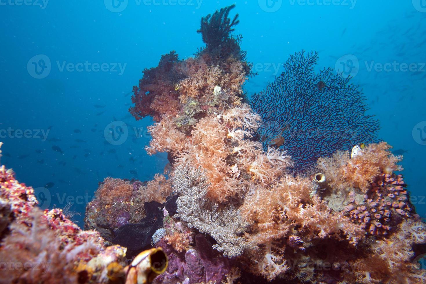 royaumes sous-marins de raja ampat papouasie indonésie photo