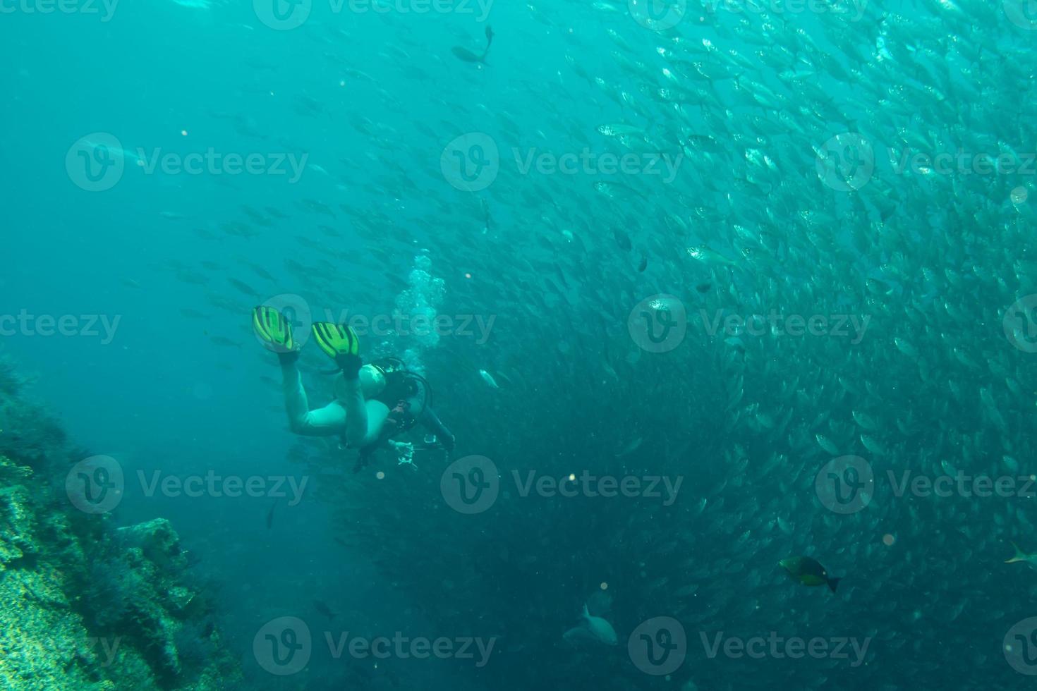 à l'intérieur d'un banc de poissons sous l'eau photo