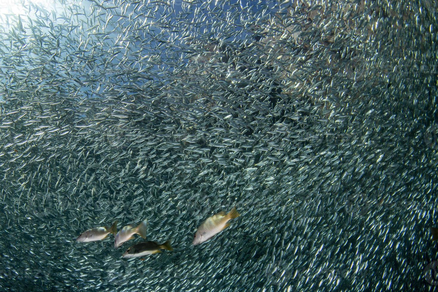 Banc de sardines sous l'eau photo