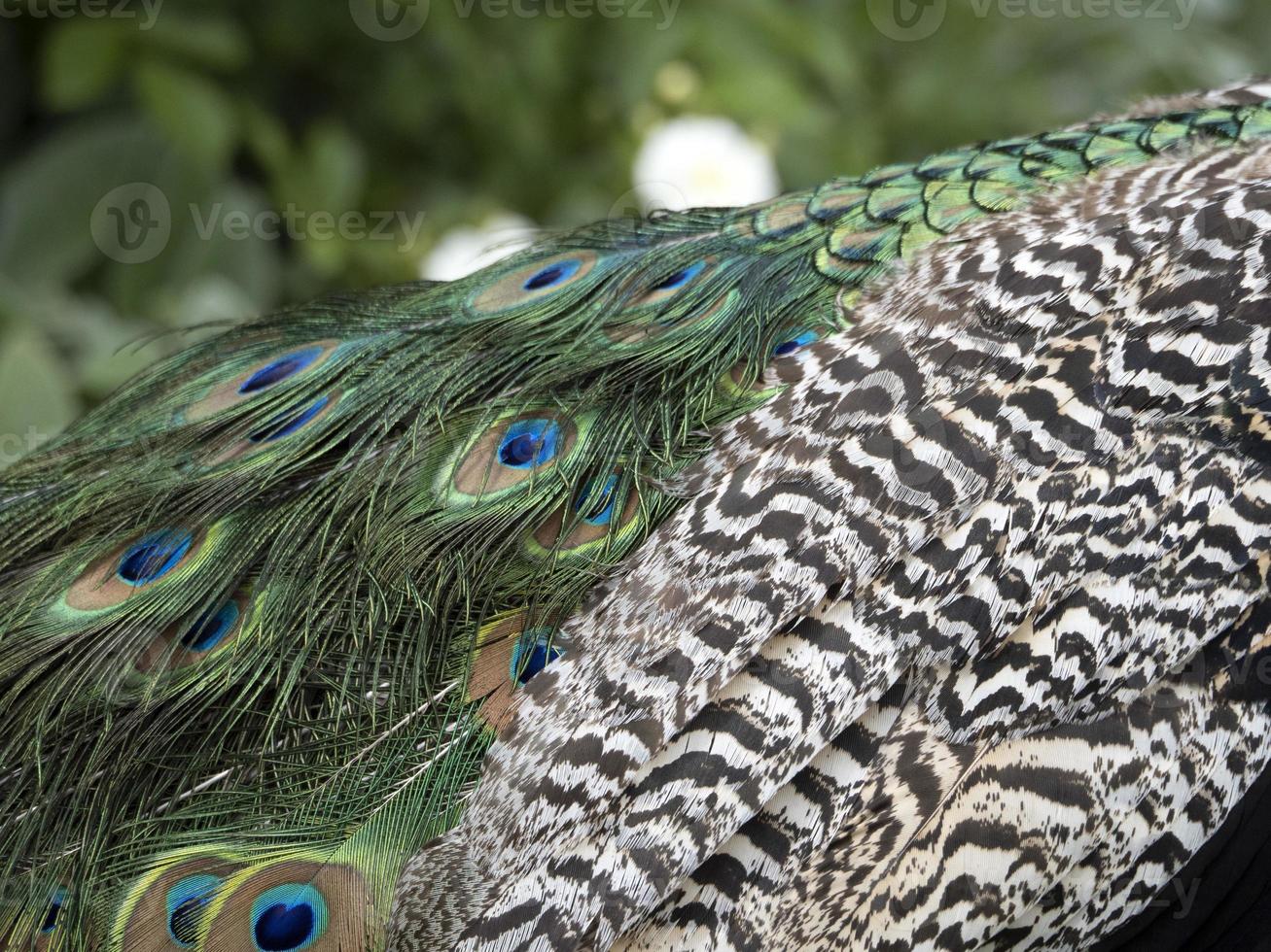 détail de la plume de paon en gros plan photo