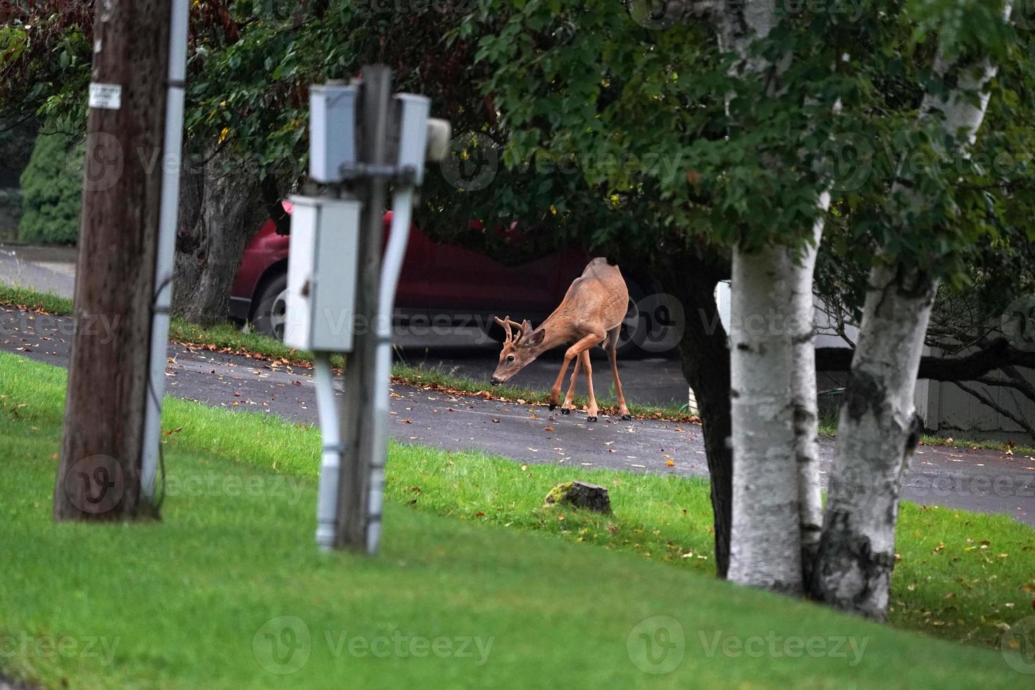 cerfs de Virginie près des maisons dans la campagne du comté de l'état de new york photo