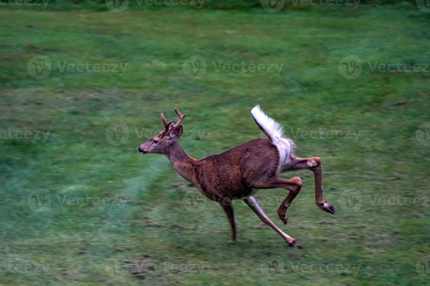 cerf de Virginie courant près des maisons dans la campagne du comté de l'état de new york photo