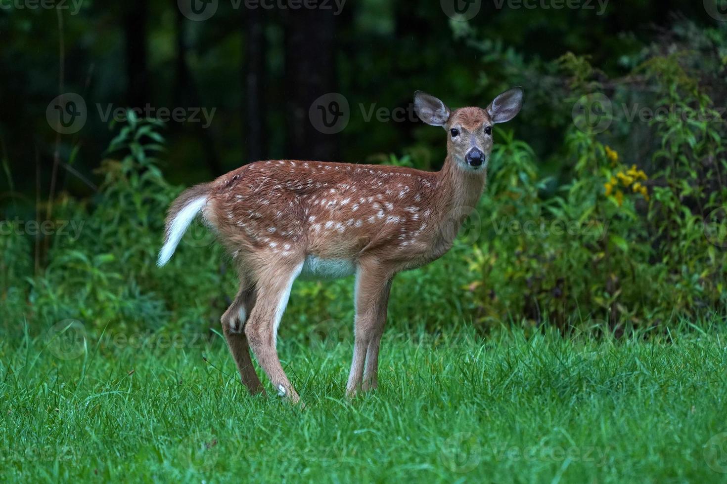 Nouveau-né cerf de Virginie sous la pluie près des maisons dans la campagne du comté de l'état de new york photo