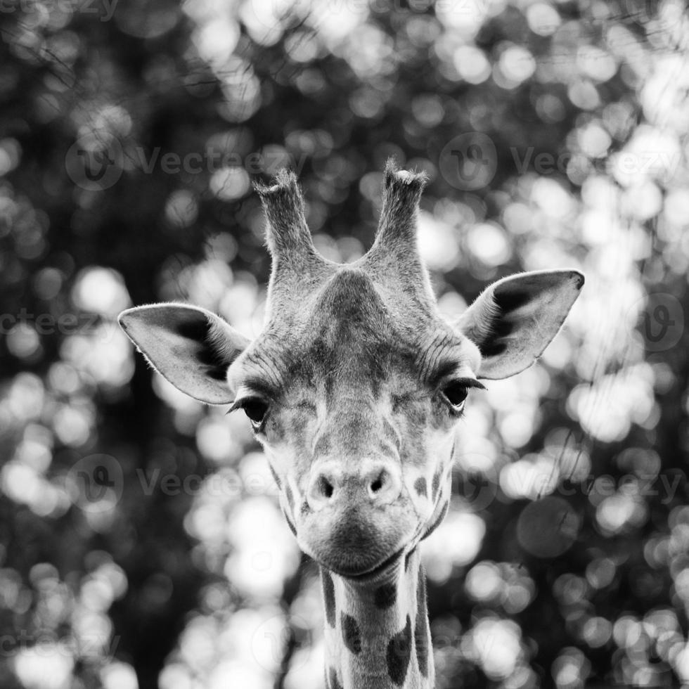 girafe isolée portrait en gros plan photo