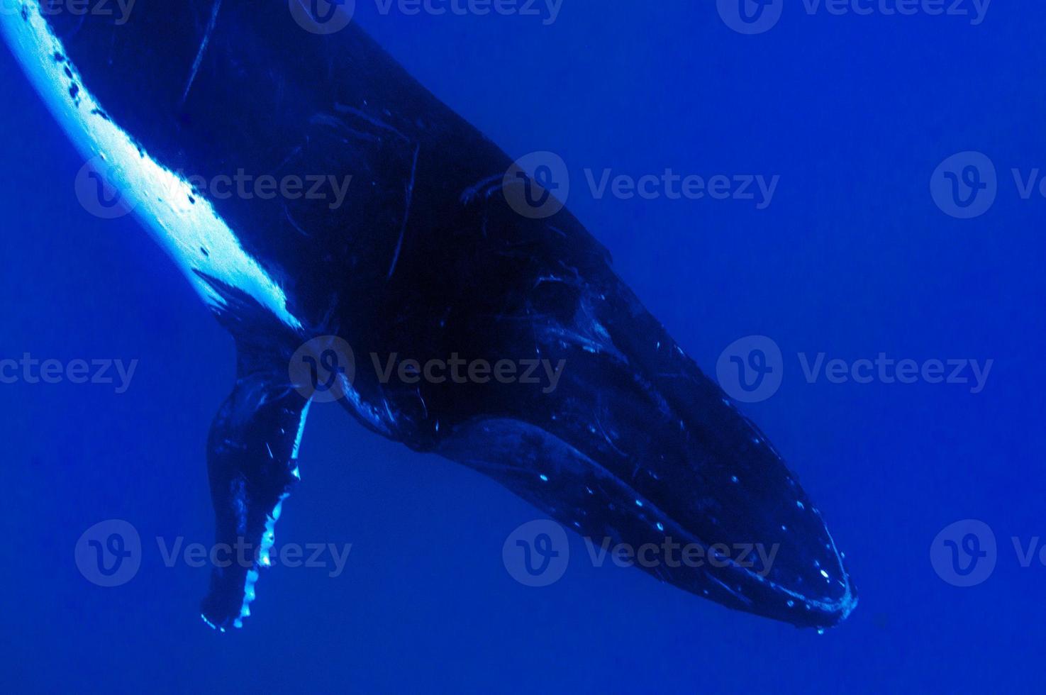 baleines à bosse sous l'eau descendant dans la mer polynésienne bleue photo