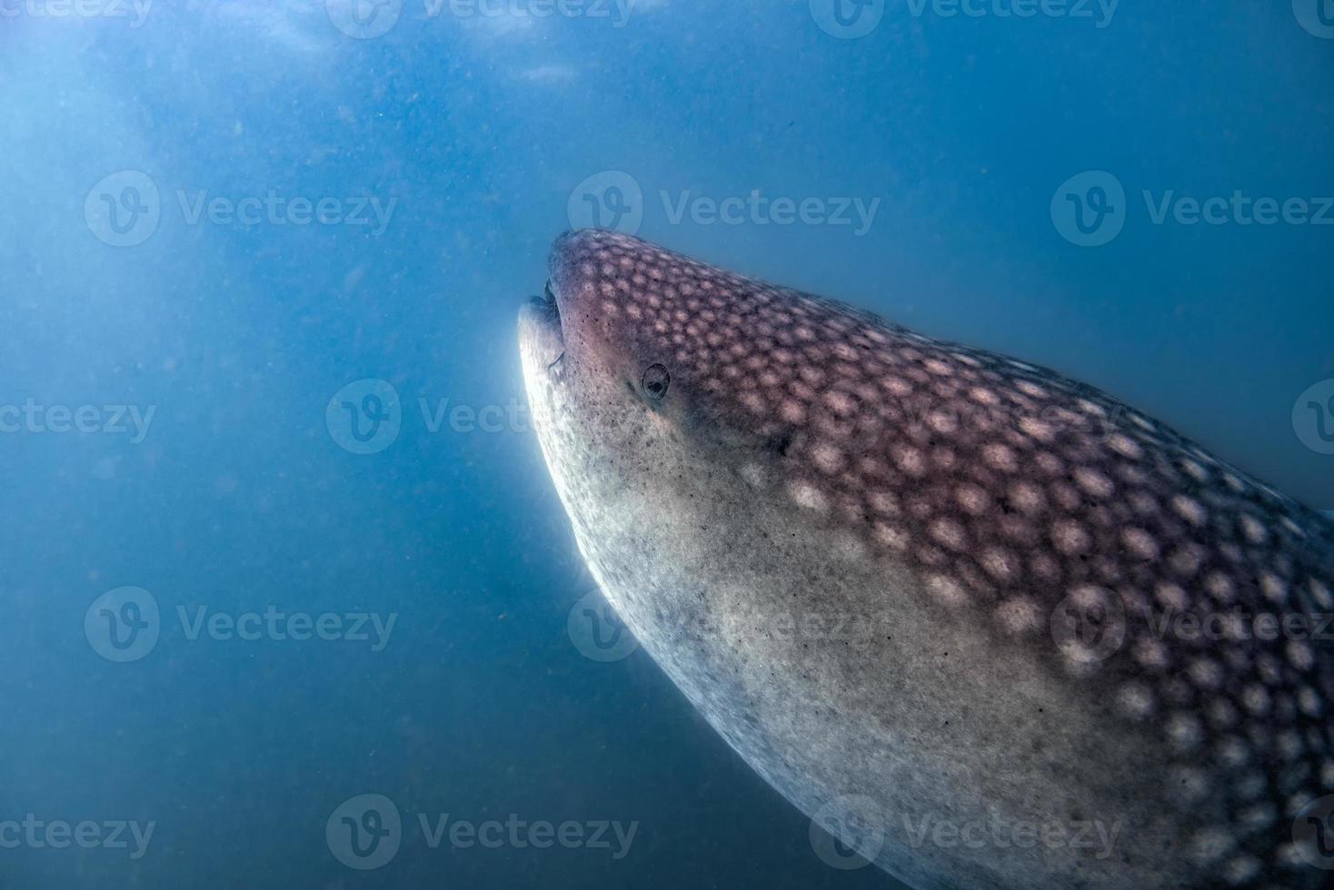 requin-baleine gros plan portrait sous-marin manger du plancton photo