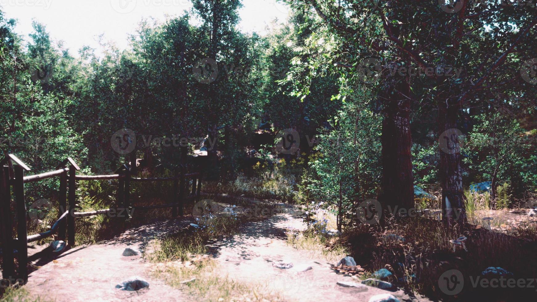 chemin de terre ou chemin de boue en forêt photo