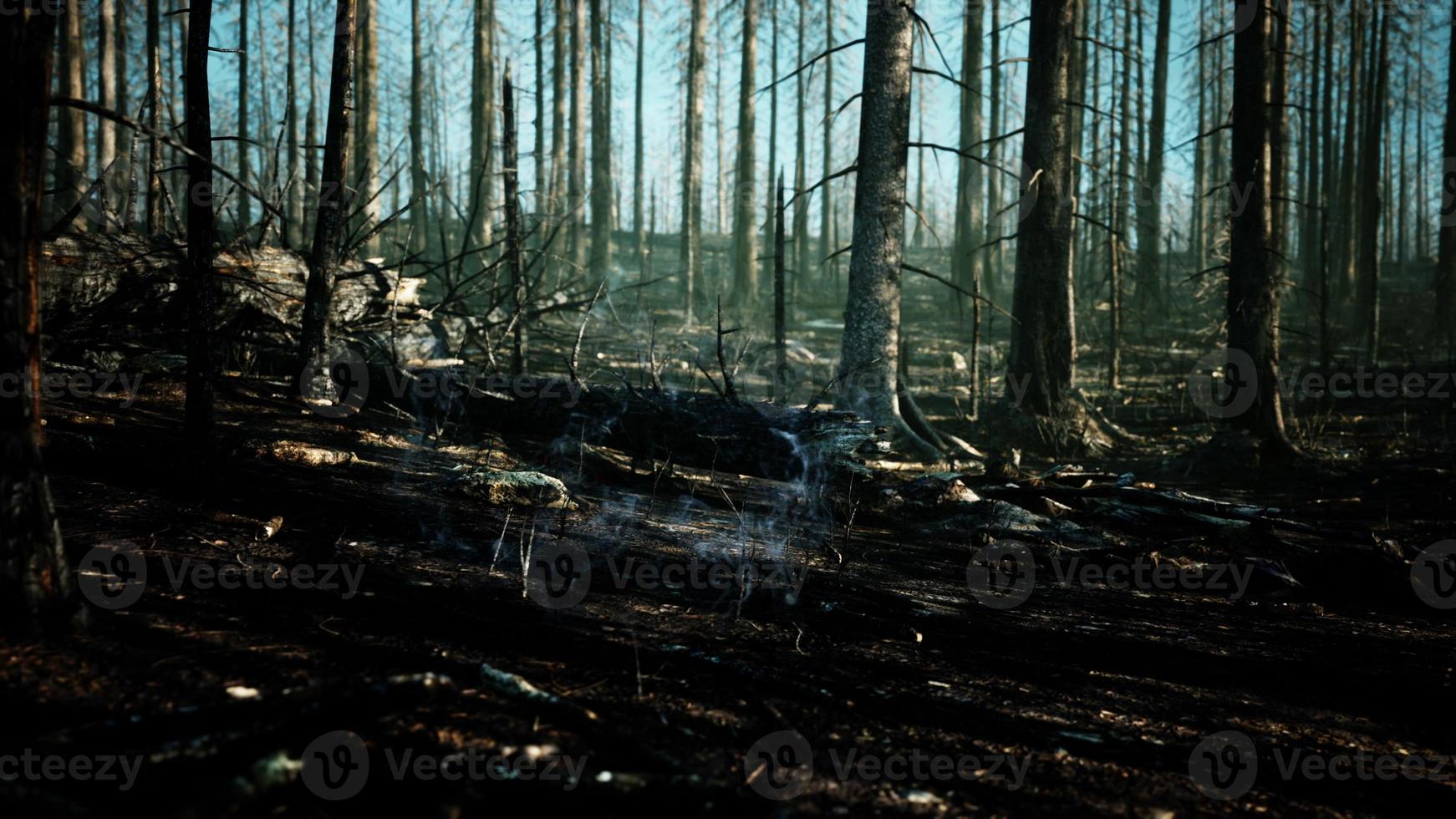 feu de forêt et arbre tombé est brûlé au sol avec beaucoup de fumée photo