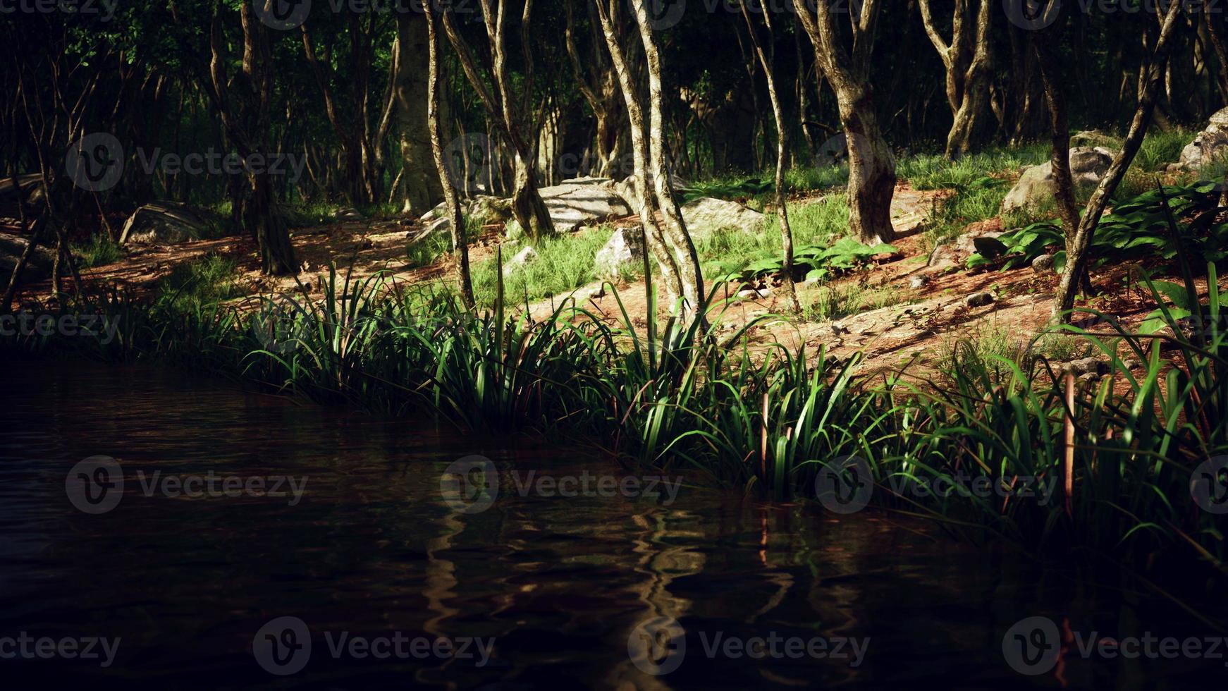 étang dans la forêt verte moussue photo