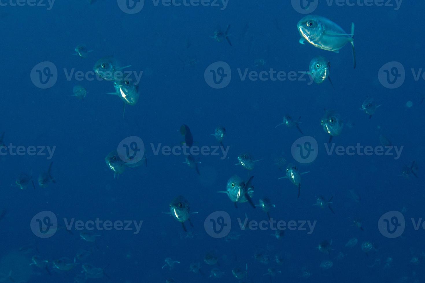 à l'intérieur d'un banc de poissons sous l'eau photo