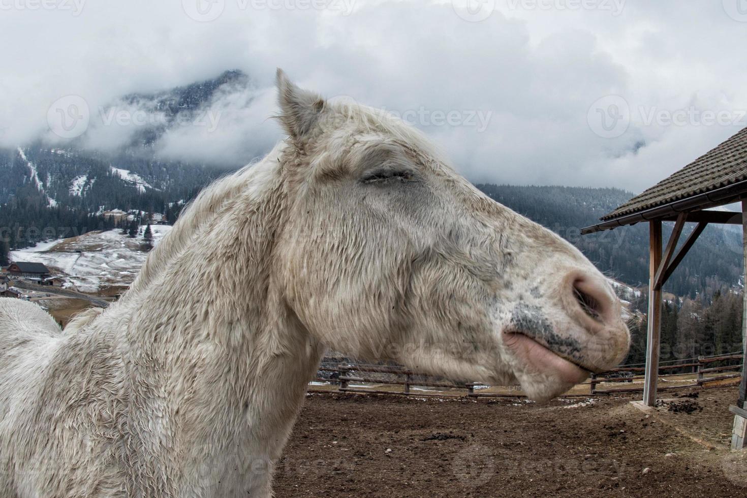 cheval blanc fou photo