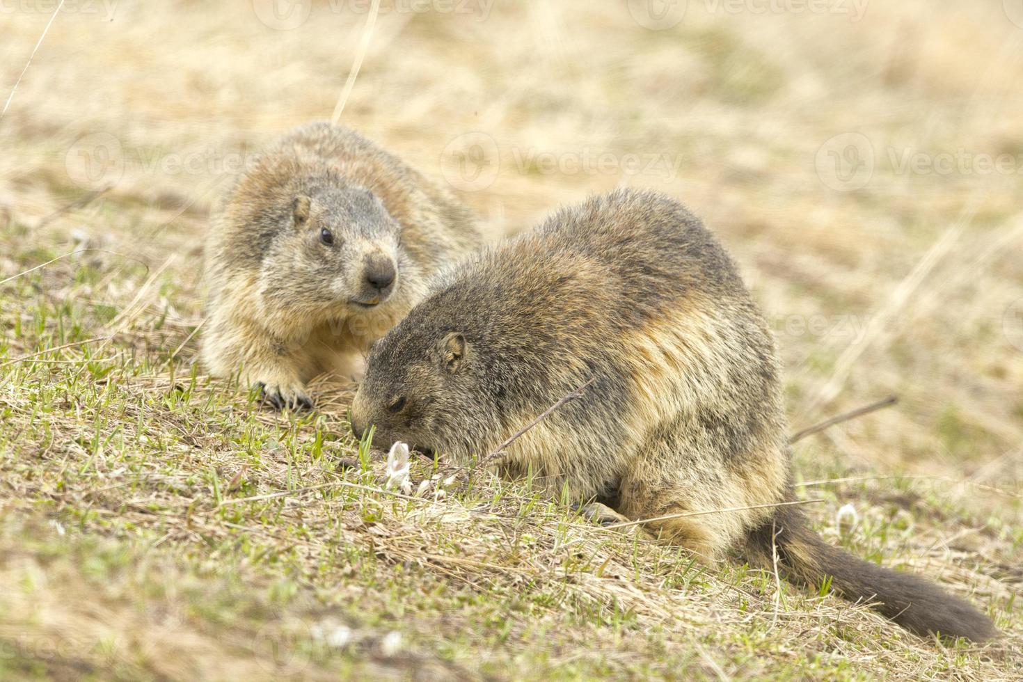 deux marmottes en jouant photo