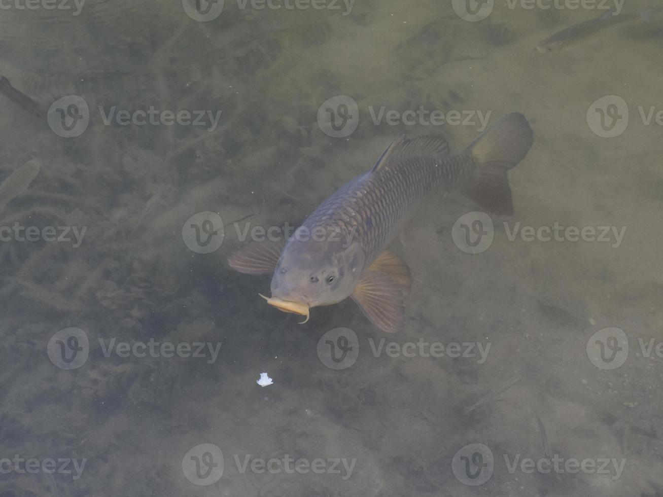 une carpe commune avalant de l'air à la surface d'un lac photo