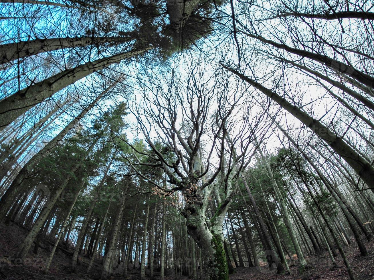 forêt de hêtres avec un très vieil arbre dans le lac calamone ventasso italie photo