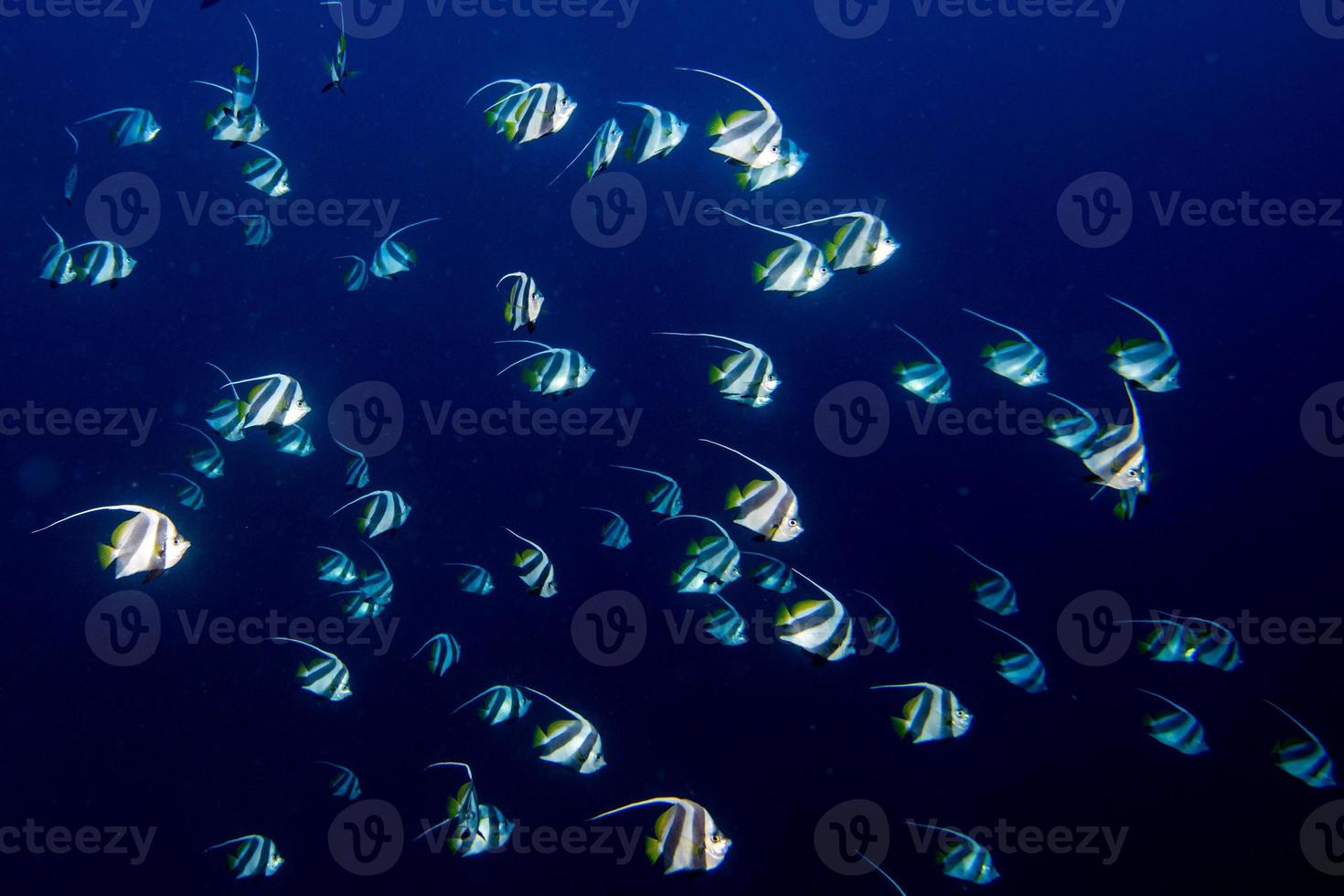 Banc de poissons anges dans l'océan bleu photo