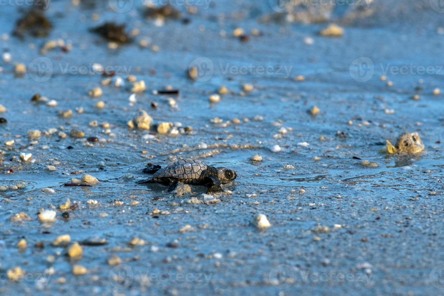 nouveau-né, tortue verte golfina, approche, mer photo