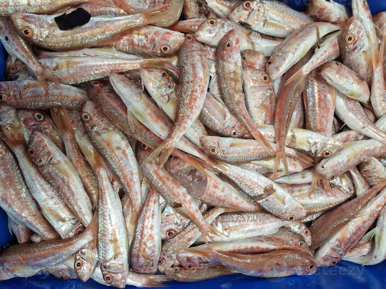 fruits de mer frais pêchés dans une boîte au marché aux poissons photo