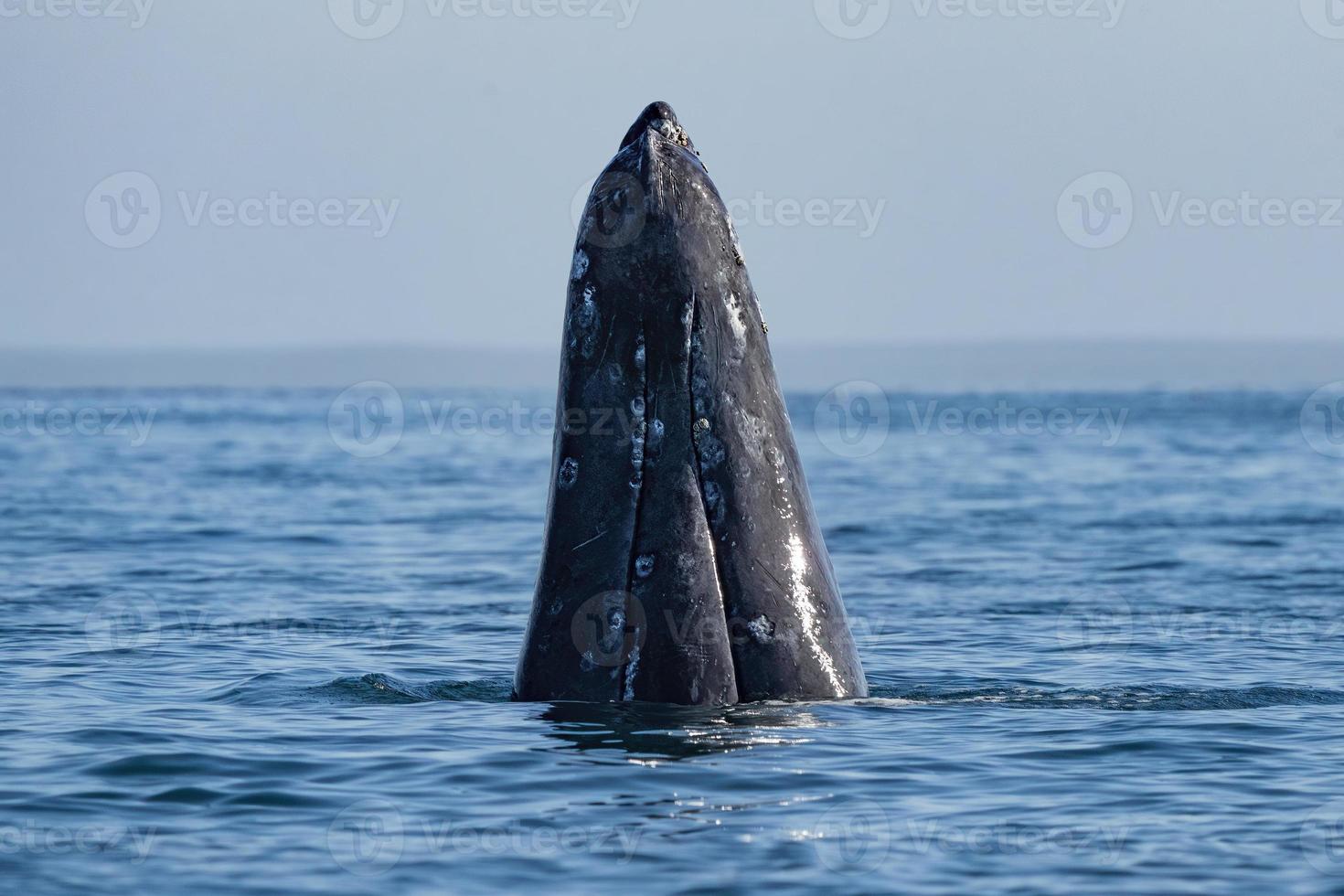 Baleine grise à l'observation des baleines à laguna san ignacio baja california, mexique photo