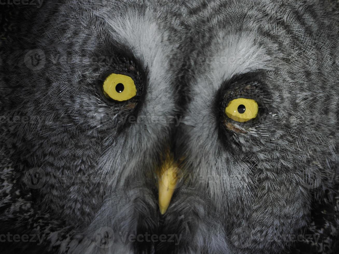 Portrait grand hibou gey regardant directement dans l'appareil photo isolé sur noir