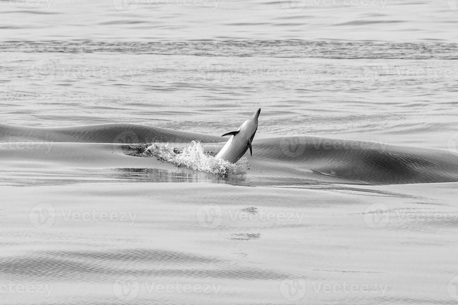 dauphin sautant hors de l'océan photo