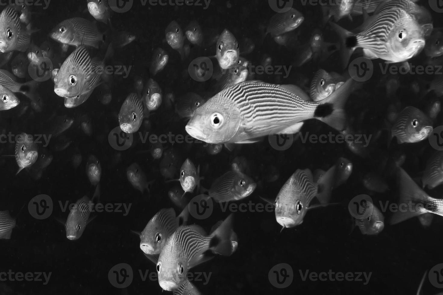 à l'intérieur d'un banc de poissons sous l'eau photo