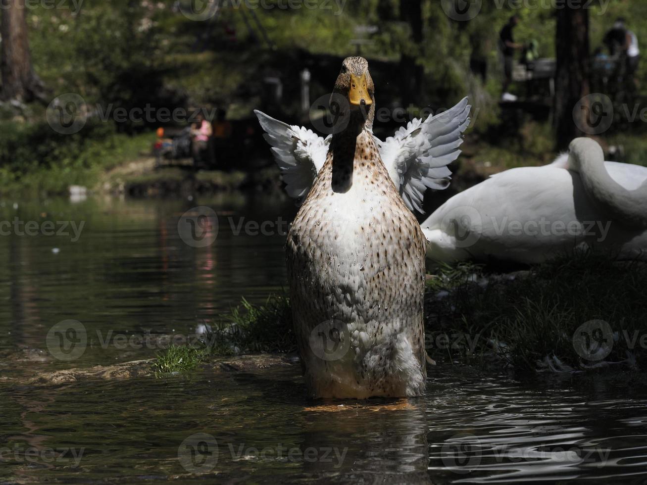 portrait de canard sauvage femelle dans le lac photo