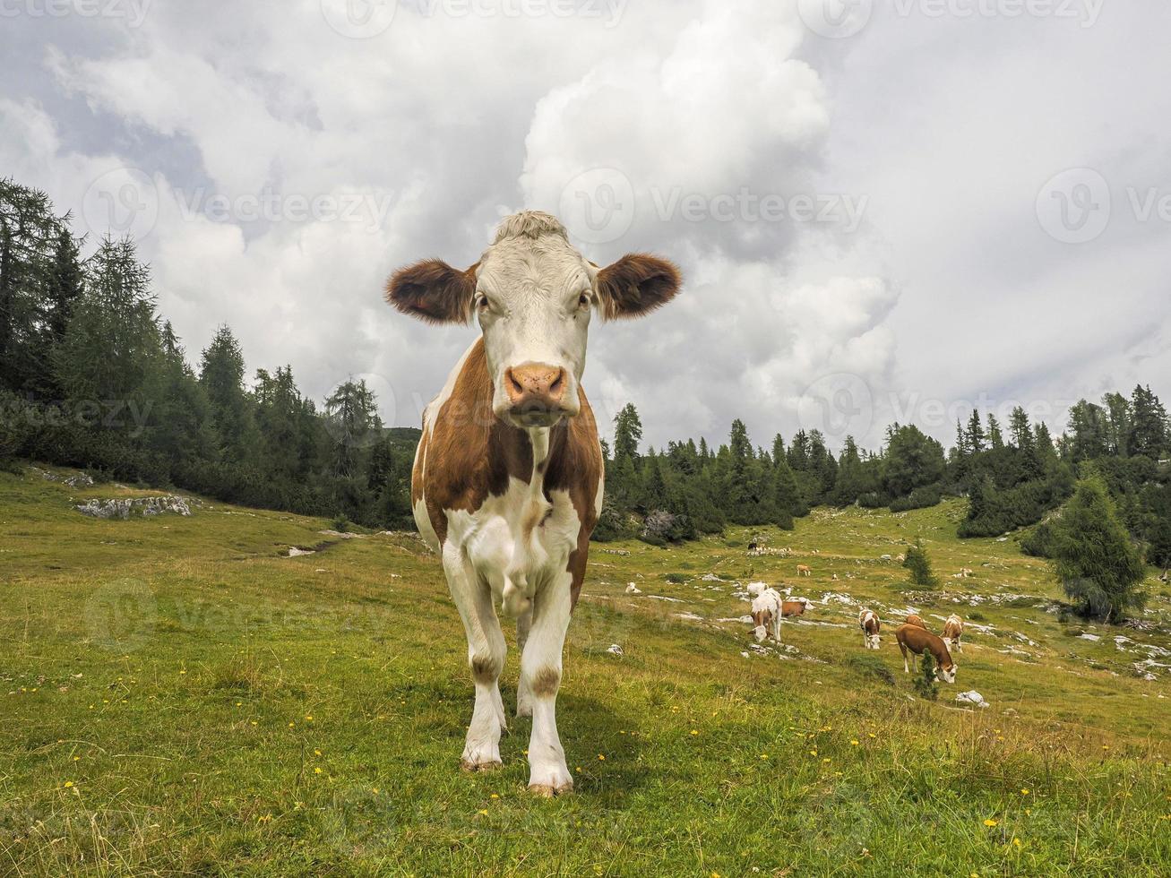 portrait de vache en gros plan vous regardant dans les dolomites photo