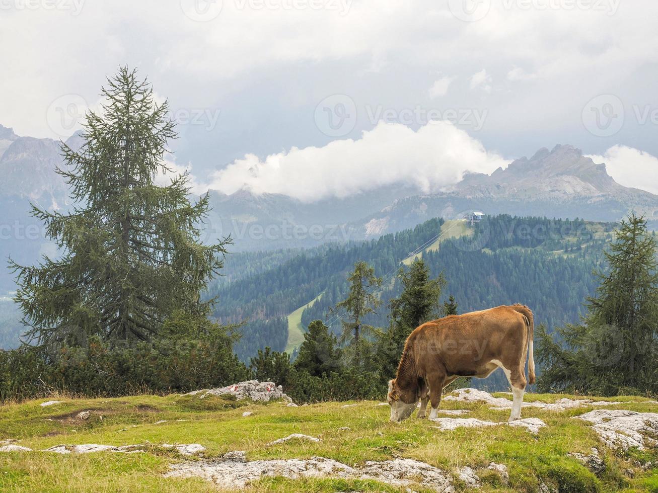 portrait de vache en gros plan vous regardant dans les dolomites photo