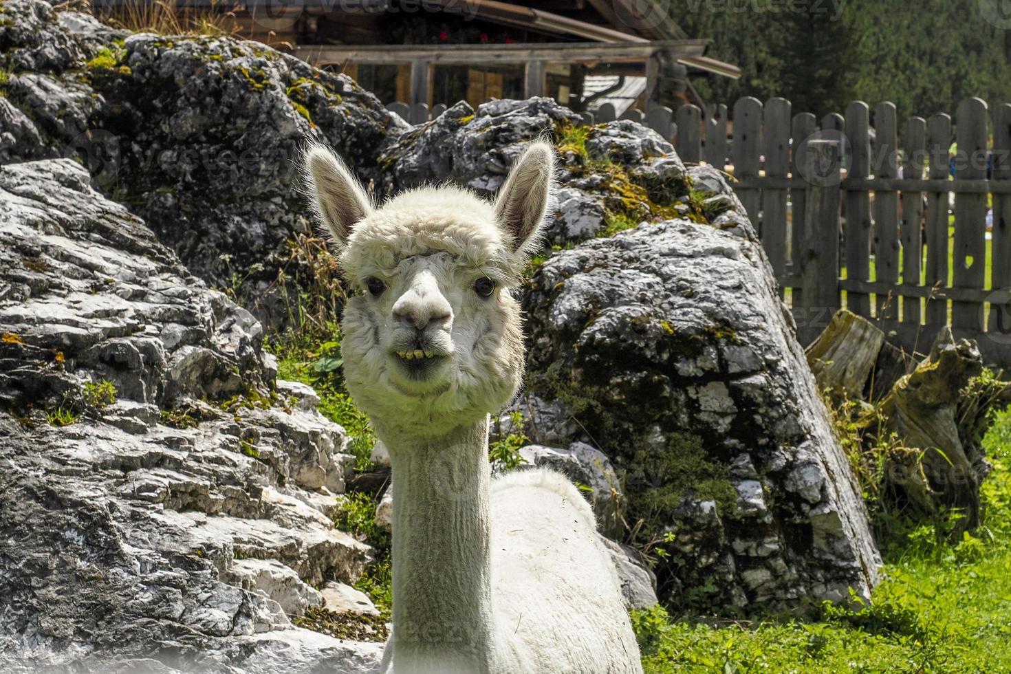 alpaga adorable portrait moelleux vous regarde photo