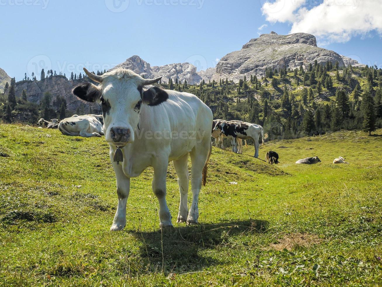 portrait de vache en gros plan vous regardant dans les dolomites photo