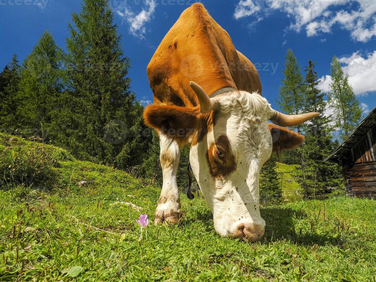 portrait de vache en gros plan vous regardant dans les dolomites photo