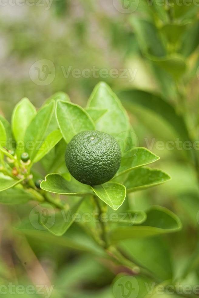 une plante de chaux tropicale calamansi ou calamondin saine qui pousse à l'extérieur frais photo