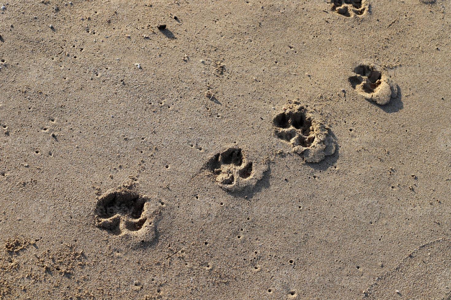 empreintes de pas dans le sable au bord de la mer photo