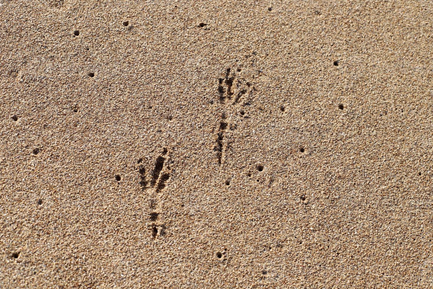 empreintes de pas dans le sable au bord de la mer photo