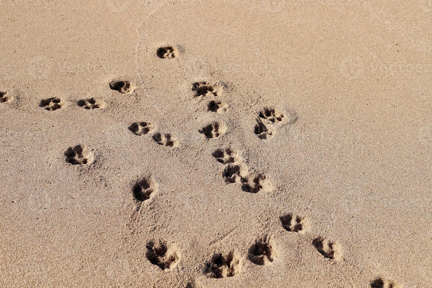 empreintes de pas dans le sable au bord de la mer photo