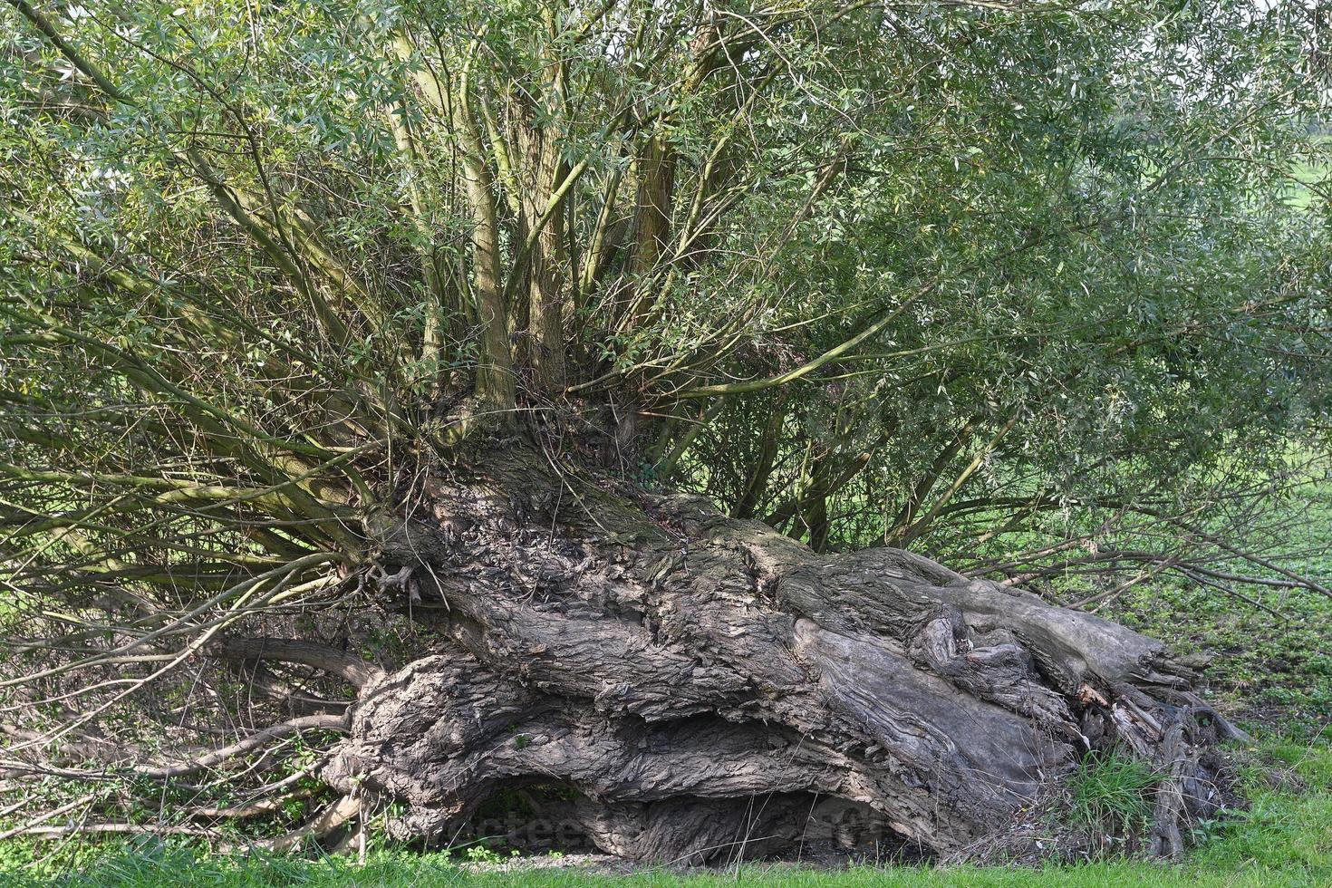 saule têtard--salix viminalis-- en Rhénanie, Allemagne photo