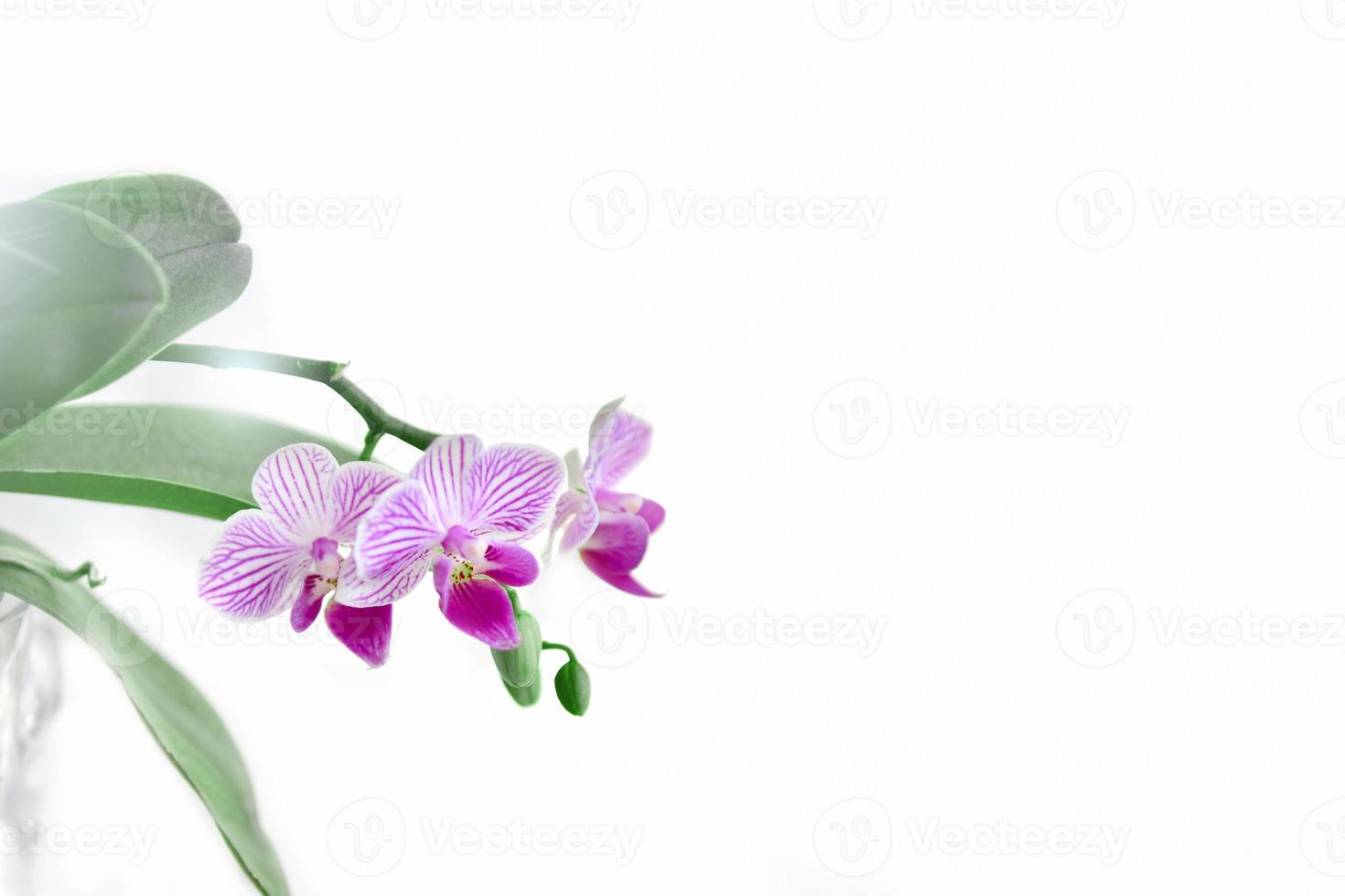 brin d'orchidée violet-blanc en fleurs sur fond blanc photo