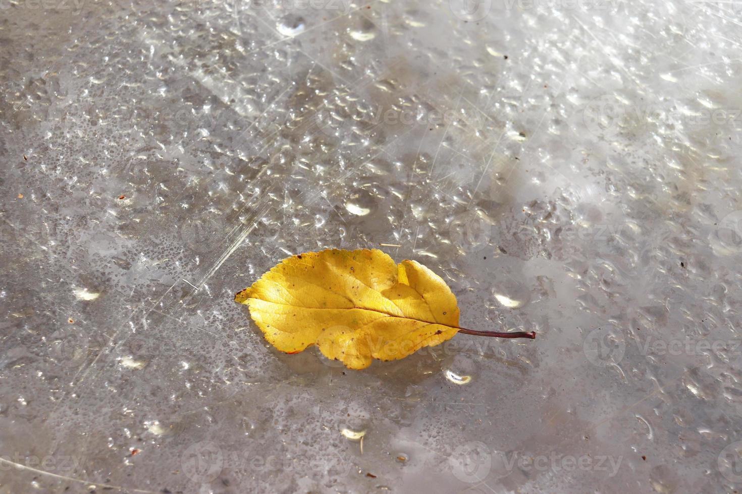 feuille d'automne jaune se trouve sur un verre en plastique photo