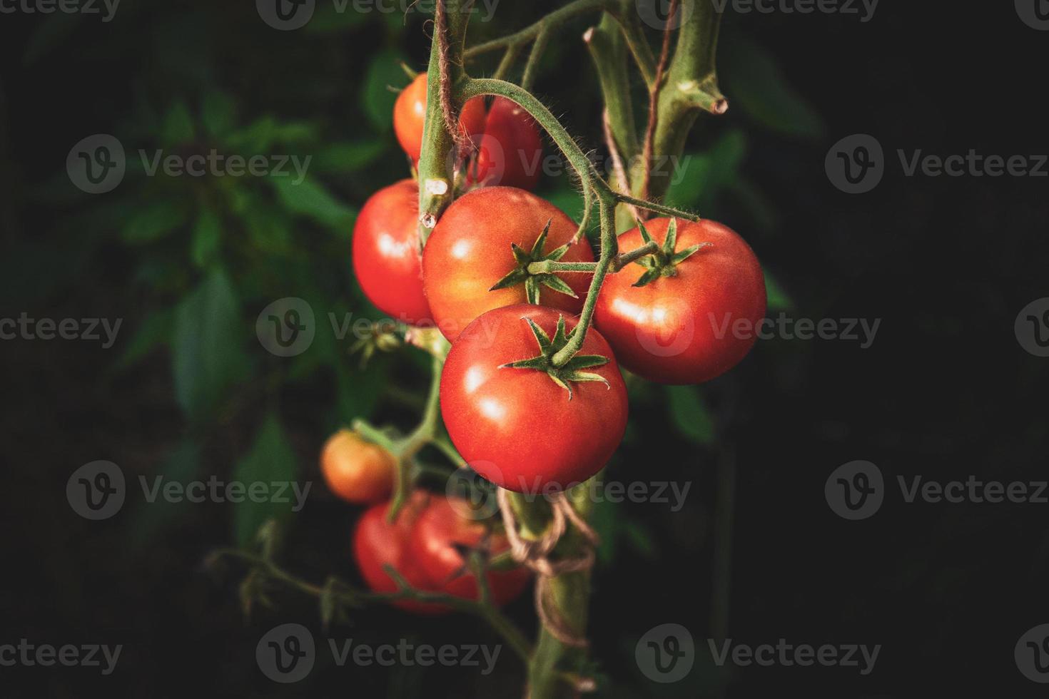tomates rouges poussant sur la vigne, gros plan photo