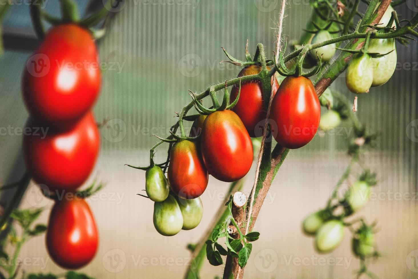 Les tomates noires mûrissent sur la vigne en serre photo