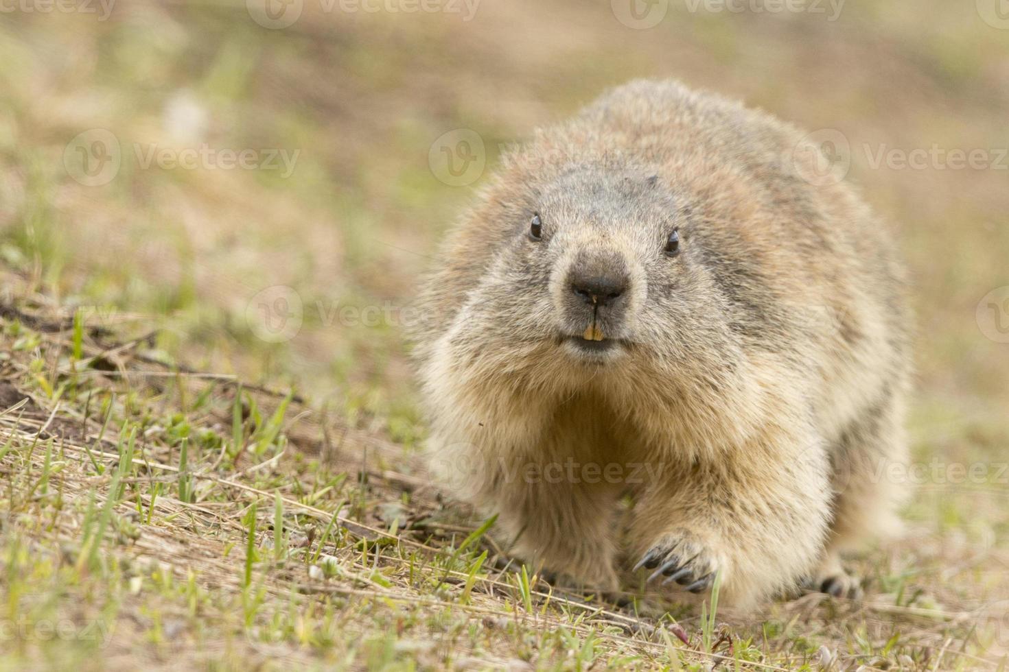 marmotte en gros plan photo