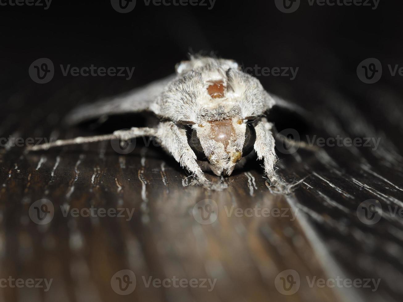 Insecte papillon gris gros plan photo