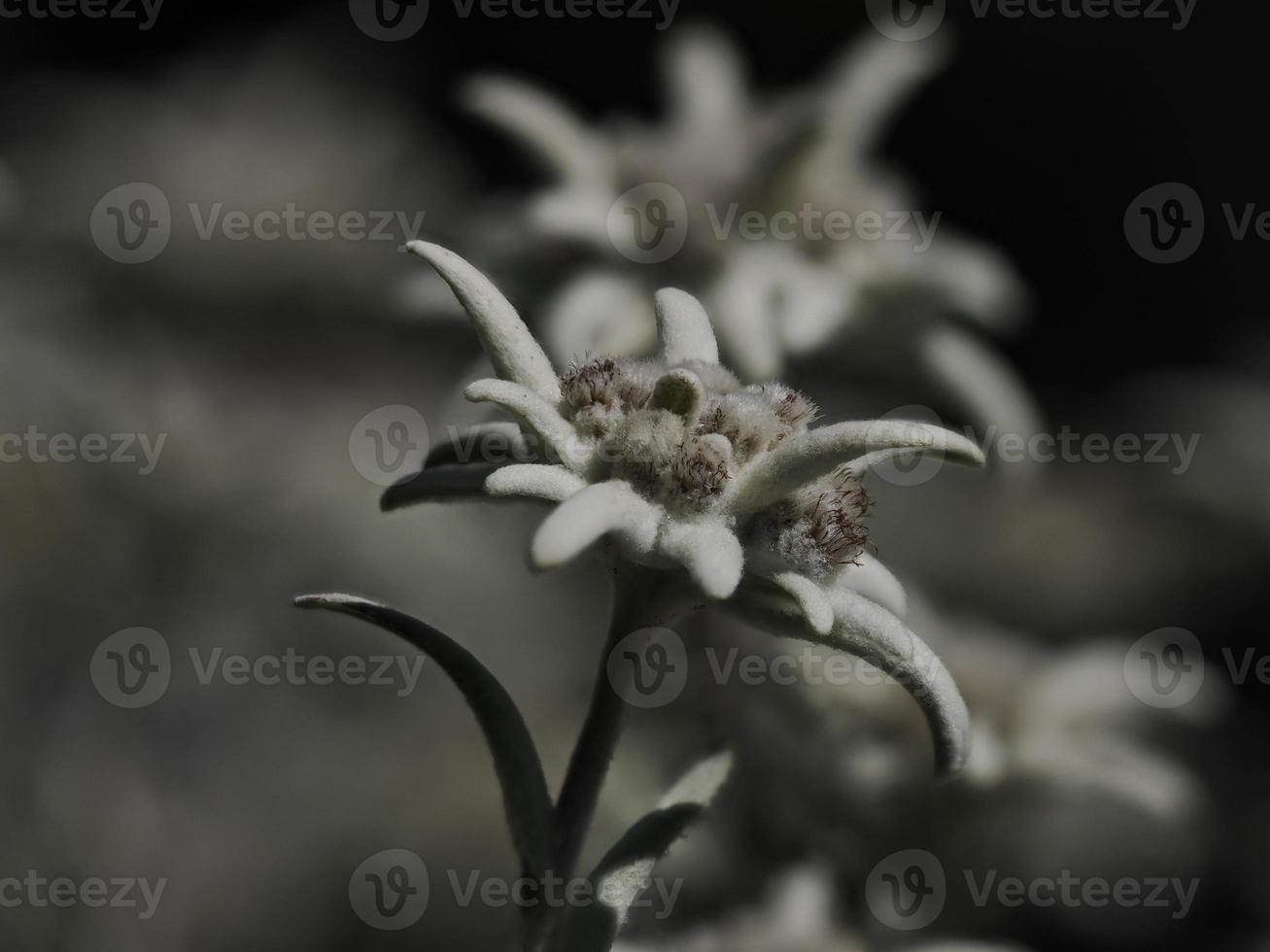 edelweiss fleur étoile alpine détail gros plan photo