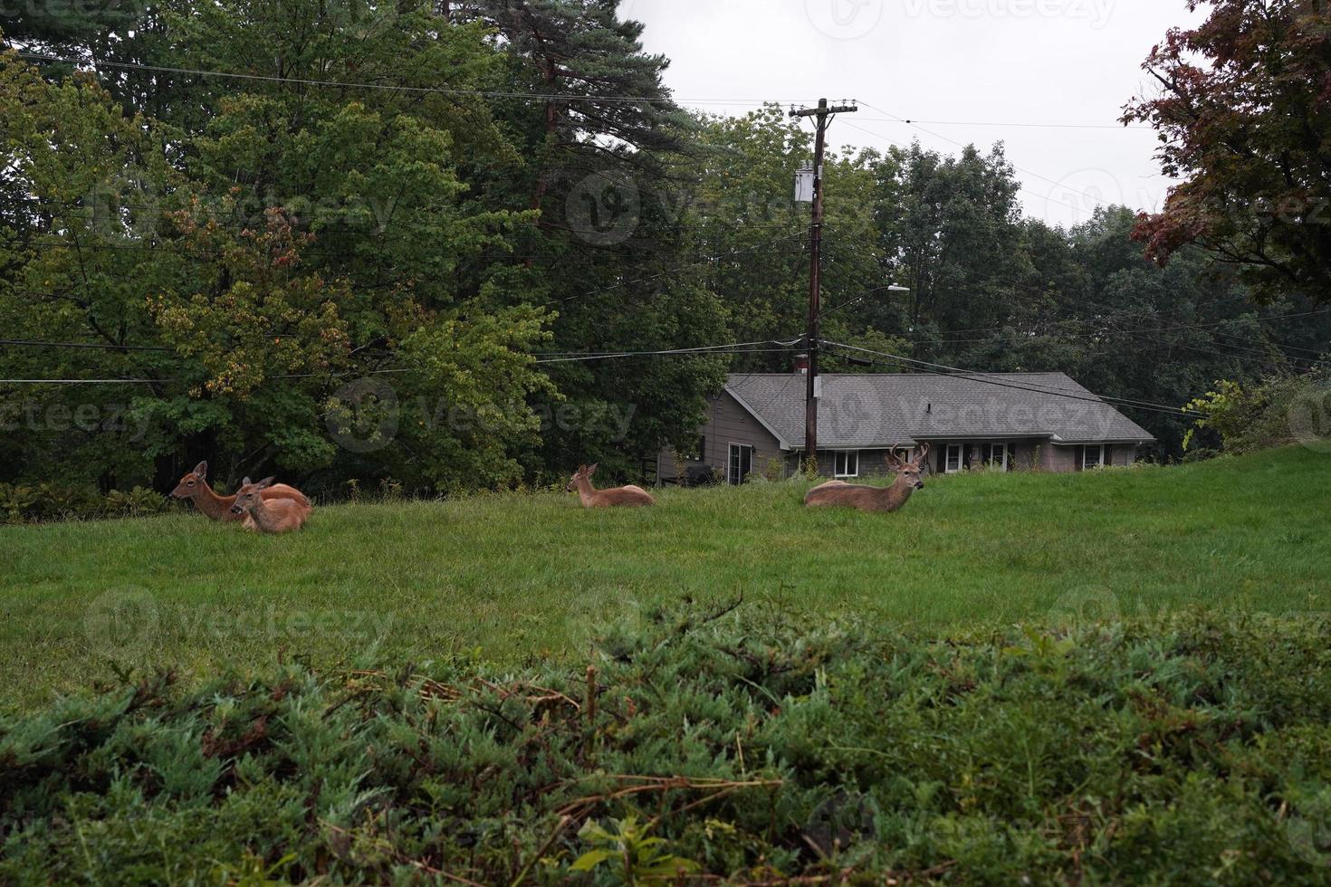 cerfs de Virginie près des maisons dans la campagne du comté de l'état de new york photo